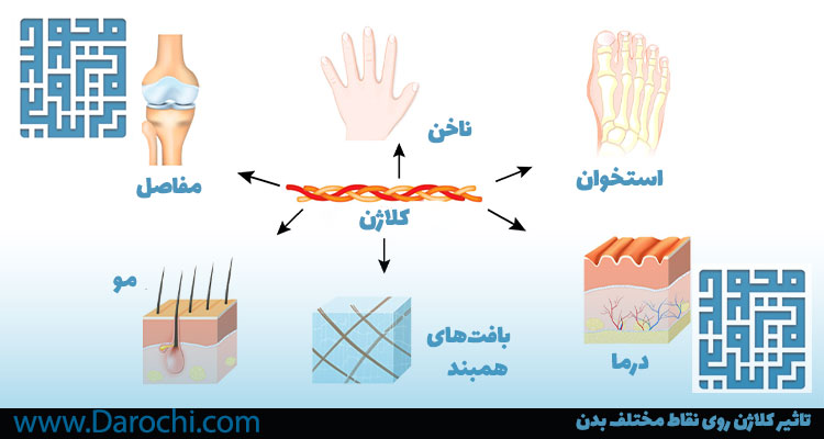 تاثیر کلاژن روی نقاط مختلف بدن-داروخانه داروچی