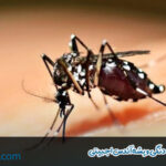 همه چیز در مورد تب دنگی و پشه آئدس اجیپتی