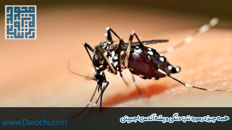 همه چیز در مورد تب دنگی و پشه آئدس اجیپتی